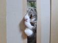 Цікавий експеримент: У наскільки вузькі двері можуть пролізти кішки (фото, відео)