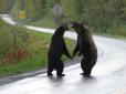 У Канаді двоє ведмедів влаштували бійку посеред дороги (відео)