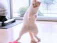 Гнучкість, спритність і витонченість: Мережу підкорив кіт-танцюрист із Японії (фото)