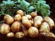 Все ще попереду: Українцям обіцяють картоплю по 40 грн за кілограм