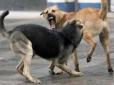 Пошматували все тіло: На Запоріжжі жінку до смерті загризли собаки