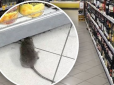 Щури розміром з собаку: Навколо київського супермаркету розгорівся скандал (відео)