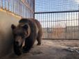 Нелюдська жорстокість: Окупанти вимагають вбити кілька десятків звірів у кримському зоопарку (відео)