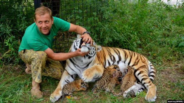 Олег Зубков із амурською тигрицею і тигринятами. Білогірськ, окупований Росією Крим, 8 липня 2017 року