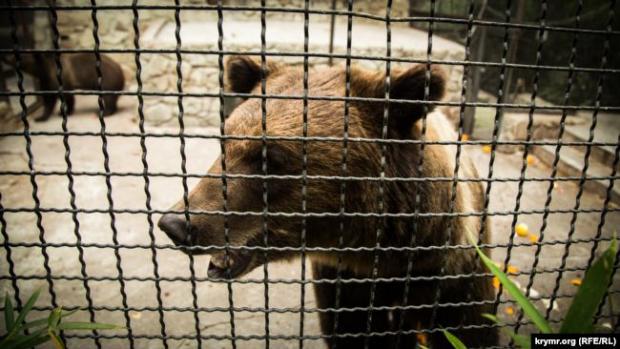 Ведмідь в парку «Тайган»