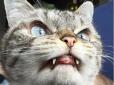 Нова зірка  інтернету: Кіт-вампір (фото)