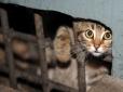 Бездомних котів визнали частиною екосистеми Миколаєва