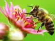 Вчені створили словник бджіл: Наразі зареєстровано 1528 