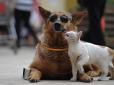 У Китаї хочуть заборонити їсти собак і котів