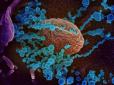 Науковці показали, як виглядає коронавірус під мікроскопом (фото)