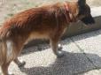 Останнє побачення двох рідних істот..: Відданий пес знайшов лікарню, де його господар помирає від коронавірусу