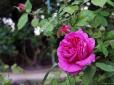 Духмяна казка: У Києві розквітли рідкісні види троянд (фото)