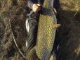 На Черкащині чоловік зловив рибу розміром з людину (фотофакт)