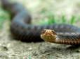 Будьте обережні! Як відрізнити отруйних змій від безпечних (фото)