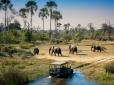 Коронавірус чи ще якась інфекція? В Африці загадково загинули сотні слонів (фото)