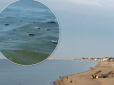 Моторошне видовище: На узбережжя моря в Затоці викинуло десятки мертвих птахів (відео)