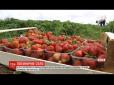 Солодкий бізнес: Мешканці волинського села масово вирощують полуницю (відео)