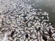 Збитки оцінюють у понад 8 млн грн: Масовий мор риби на Волині
