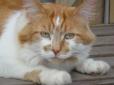 Підсумок тривалого та щасливого життя: У Британії помер найстаріший кіт у світі