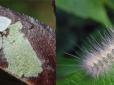 Добре виживає і долає великі відстані: На Волині страшний метелик знищує врожай