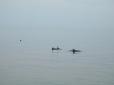 За бідолах хвилювалося все місто: Дельфінів звільнили з пастки на пляжі в Одесі