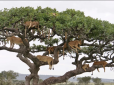 Десять левів вилізли на дерево поспати: Унікальне фото підірвало інтернет