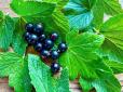 Листя чорної смородини є кориснішим, ніж її ягоди, - дієтолог Скиталінська