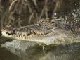 Скидав тіла в канал з крокодилами: Чоловік по-звірячому вбив понад 50 таксистів