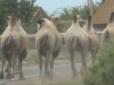 Можуть не лише в обличчя плюнути: В Астраханській області Росії зграя верблюдів тероризує населення