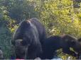 Клишоногі дуже зголодніли: Сім'я ведмедів нахабно пограбувала туристів на пікніку (відео)