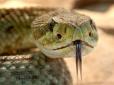 Будьте обережні! В Україні нашестя отруйних змій