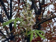 У Запоріжжі несподівано восени почали цвісти каштани: Мережу вразили фото природної аномалії
