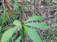 Червонокнижні орхідеї та лілію лісову виявили на Київщині