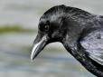 Свідомість птахів: Вчені вперше підтвердили ознаки мислення у ворон