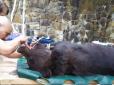 Як українські стоматологи в Карпатах бурим ведмедям зуби лікували (фотофакт)