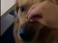 Дівчина вирішила похвалитися каблучкою і поклала її на ніс собаки, але улюбленець зірвав її плани (відео)