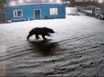 Реалії скреп: На Росії ведмідь прогулявся містом і потрапив на відео