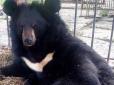 Ведмідь напав на українку в зоопарку в Росії та помер після цього (відео)