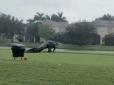 Хіти тижня. Величезний алігатор вийшов на поле для гольфу під час шторму - в мережі його прийняли за динозавра (фото, відео)