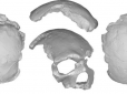 Археологи виявили череп, якому 260 тис. років - проливає світло на еволюцію людини (фото)
