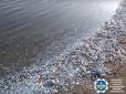 Весь берег лиману завалено рибою: В акваторії Азовського моря сталася екокатастрофа