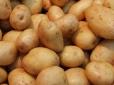 Дожили... Українці все більше споживають російської картоплі, митниця наводить сумну статистику