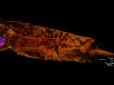 Зовсім не жінка: Археологи завдяки комп'ютерній томографії розгадали таємницю єгипетської мумії (фото)