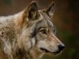 Гинуть домашні тварини: Село на Прикарпатті атакують вовки (відео)