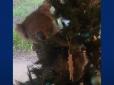 Несподіваний гість: Австралійська сім'я повернулася додому і виявила на новорічній ялинці ... коалу (відео)