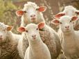 На Одещині невідомі викрали чоловіка і змушували його ... пасти овець