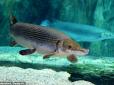 Вчені відтворили вигляд риби, що жила 380 млн років тому - була схожа на алігатора (фото)