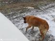 Вражаюча вірність: На запорізькій дорозі пес чатує біля загиблої подружки (фотофакт)