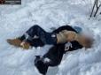Одягнена охайно та пограбована: Поліція просить допомоги у встановленні особи знайденої у київському парку мертвої дівчини