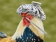 На Росії виявили новий різновид пташиного грипу